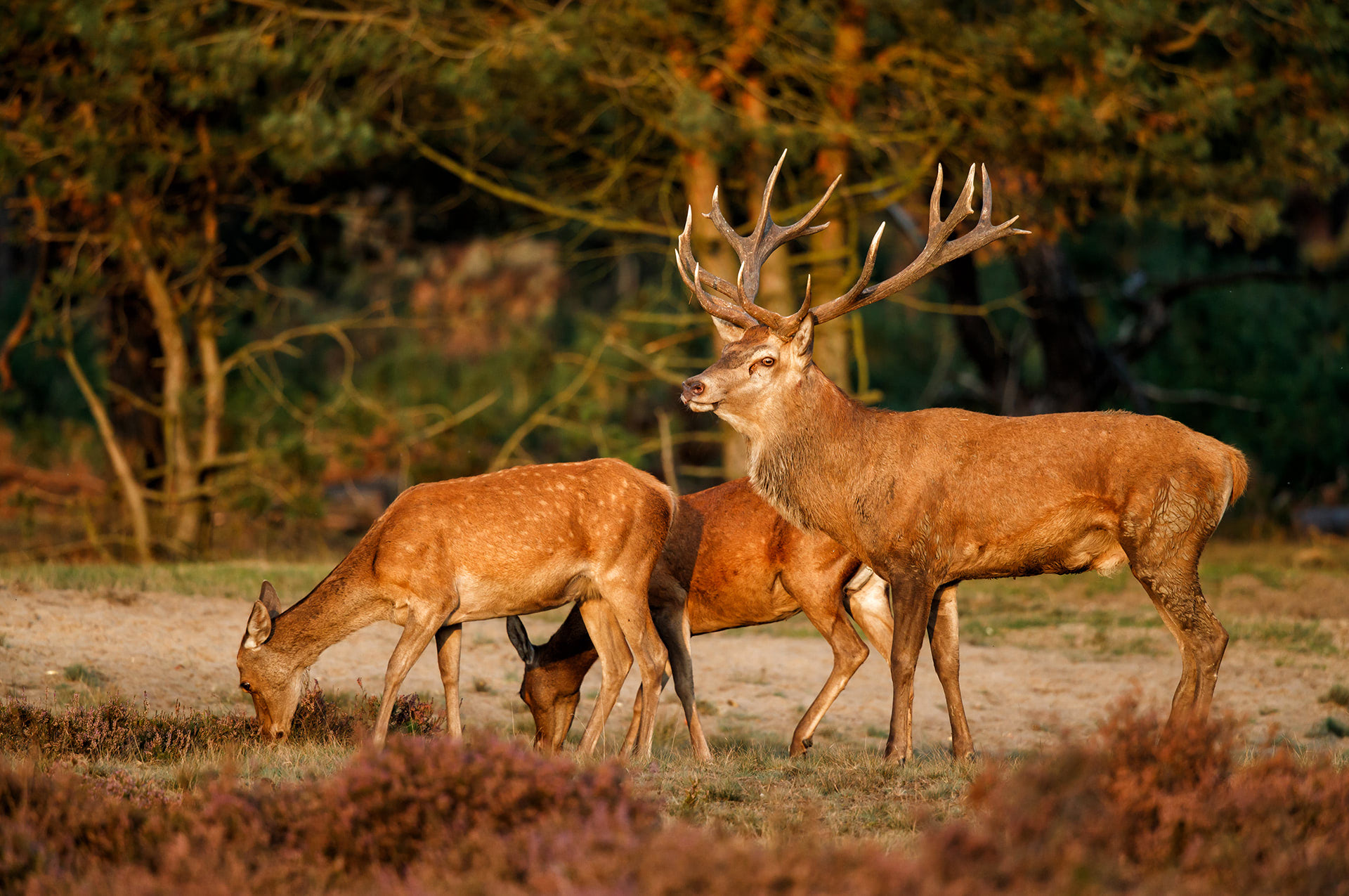 Hoge Veluwe Wild